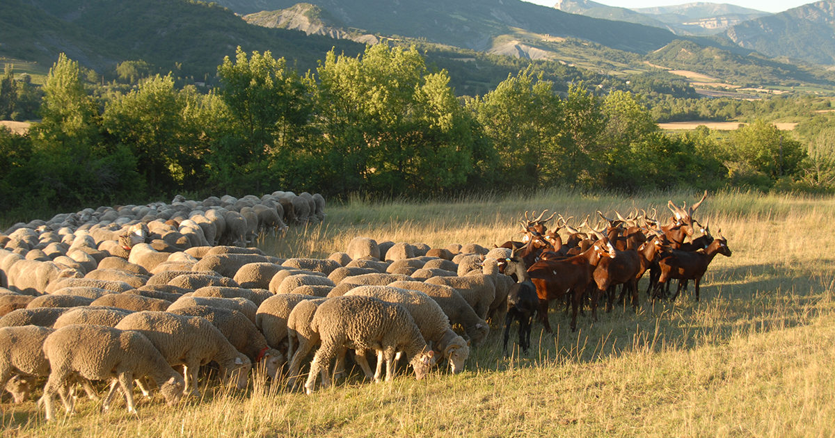 Far La Routo Au Pas De L Ane Sur Les Chemins De Transhumance Parc Naturel Regional Des Alpilles